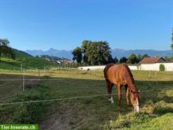 Bild 10: Pferdebox frei Innen oder mit Einzelauslauf in Oberdiessbach