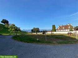 Bild 9: Pferdebox frei Innen oder mit Einzelauslauf in Oberdiessbach