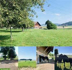 Freier Platz auf Pferde-Altersweide in Rickenbach LU
