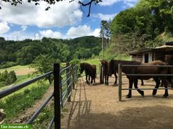 Bild 5: Offenstall f&#252;r Ponys &amp; Kleinpferde im idyllischen Weiertal, Winterthur