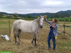 Biete Physio Behandlungen für Pferde / Bodenarbeit / Verhaltenstraining
