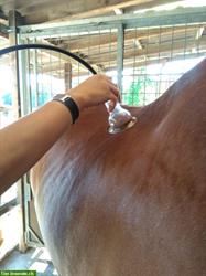Schröpftherapie für Pferde