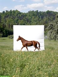 Bild 3: Fotografin bietet Pferdefotografie in der Natur