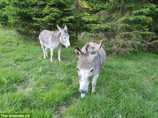 Bieten Sömmerungsplatz für Esel in Graubünden