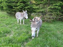 Bieten Sömmerungsplatz für Esel in Graubünden