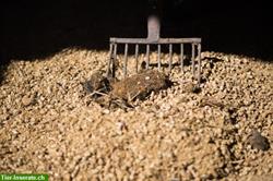 Bild 3: Strohpellets aus Weizenstroh zu verkaufen