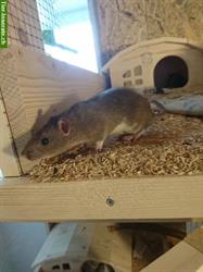 Bild 10: Familienrattenzucht handzahme Ratten Babys