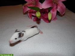 Bild 3: Familienrattenzucht handzahme Ratten Babys