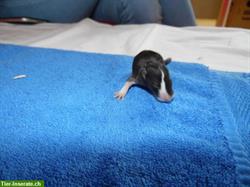 Bild 4: Familienrattenzucht handzahme Ratten Babys