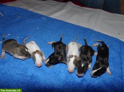Bild 5: Familienrattenzucht handzahme Ratten Babys