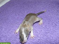 Bild 6: Familienrattenzucht handzahme Ratten Babys