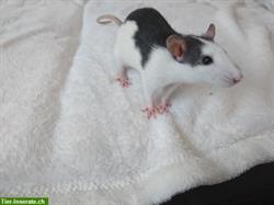Bild 7: Familienrattenzucht handzahme Ratten Babys
