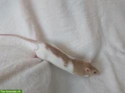 Bild 9: Familienrattenzucht handzahme Ratten Babys
