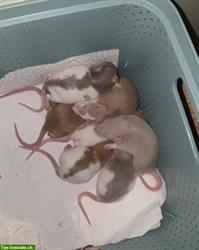 Bild 1: Junge Rattenbabys, sehr handzahm zu verkaufen