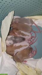 Bild 3: Junge Rattenbabys, sehr handzahm zu verkaufen