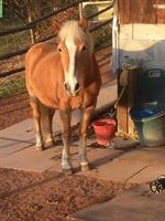 Haflinger Stute in 8311 Brütten ZH