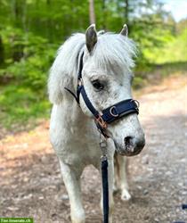Tolles Pflegepony in Wimmis BE