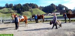Bild 2: Reitbeteiligung: Pferde und Ponys zum Pflegen und Spass haben!