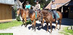 Bild 5: Reitbeteiligung: Pferde und Ponys zum Pflegen und Spass haben!