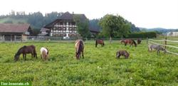 Bild 6: Reitbeteiligung: Pferde und Ponys zum Pflegen und Spass haben!