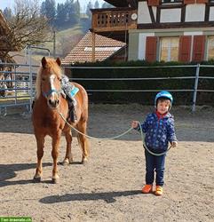 Bild 7: Reitbeteiligung: Pferde und Ponys zum Pflegen und Spass haben!