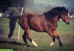 Bild 1: BA-/Reitbeteiligung f&#252;r Welsh Pony Wallach, ZH-Oberland