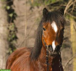 Bild 4: BA-/Reitbeteiligung f&#252;r Welsh Pony Wallach, ZH-Oberland