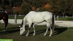 Reitbeteiligungen für 3 Pferde im Kanton Solothurn