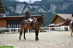 Bild 3: Reitbeteiligung auf Quarter Horse, Kanton Bern