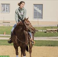 Reitbeteiligung auf gut ausgebildetem Quarter Horse