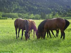 Bild 2: Reiterferien mit dem eigenen Pferd in Tirol/&#214;sterreich