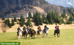Bild 3: Reiterferien mit dem eigenen Pferd in Tirol/&#214;sterreich