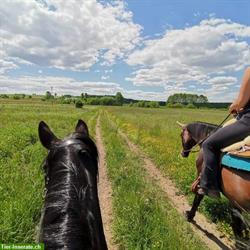 Bild 5: Bieten Reitferien f&#252;r Fortgeschrittene in Polen