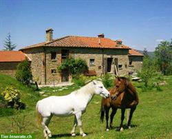Wochenritt auf Criollos / Mulis in der wildromantischen Toscana