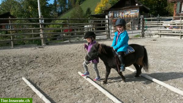 Reiten für Kinder & Erwachsene, Ausbildung von Pferden & Ponys