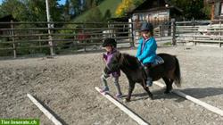 Bild 1: Reiten f&#252;r Kinder &amp; Erwachsene, Ausbildung von Pferden &amp; Ponys
