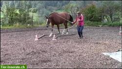 Bild 1: Bodenarbeits- und Horsemanship Unterricht