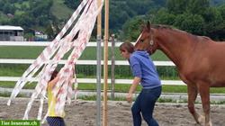 Bild 2: Bodenarbeits- und Horsemanship Unterricht