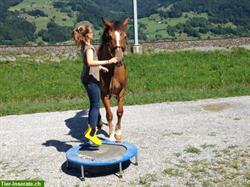 Bild 9: Bodenarbeits- und Horsemanship Unterricht
