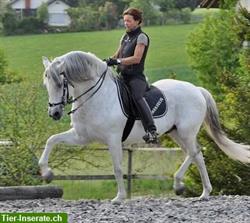Reitunterricht: Klassische Dressur für alle Pferderassen