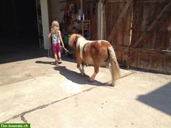 Bild 4: Bieten Reitunterricht, Kindergeburtstag, Pferdetrekking