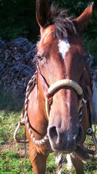 Bild 3: Reiten mit Bosal - ich unterst&#252;tze Sie in Ihrem Stall!
