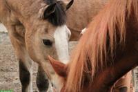 Biete Reittherapie / Heilpädagogisches Reiten / Coaching / Reitpädagogik