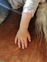 Bild 4: Biete Reittherapie / Heilp&#228;dagogisches Reiten / Coaching