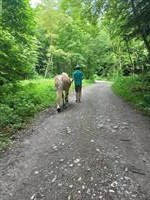 Bild 5: Biete Reittherapie / Heilp&#228;dagogisches Reiten / Coaching