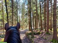 Bild 8: Biete Reittherapie / Heilp&#228;dagogisches Reiten / Coaching