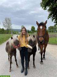 Reitpädagogik / Reittherapie in Aarau - Erlebnisse mit dem Pony
