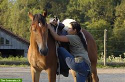 Bild 1: Ausbildung Jungpferde, Western Basics/Horsemanship