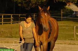 Bild 3: Ausbildung Jungpferde, Western Basics/Horsemanship
