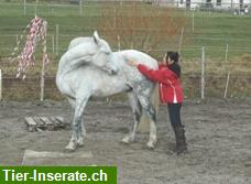 Bild 4: Ausbildung Jungpferde, Western Basics/Horsemanship